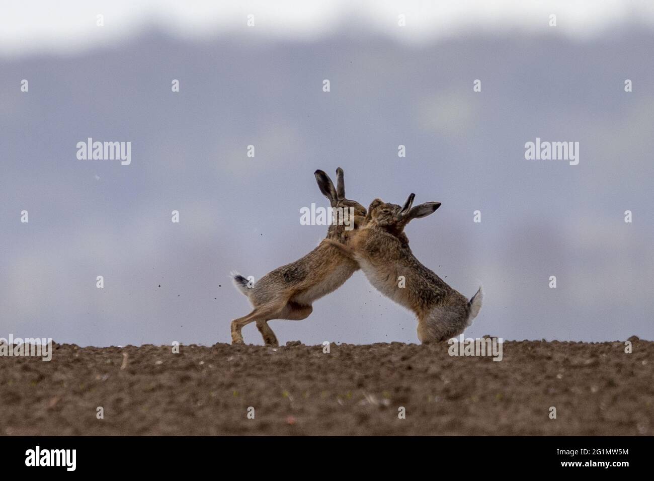 France, Oise, Senlis region, arable land, European hare (Lepus europaeus), at the time of reproduction, male and female boxing in the fields Stock Photo