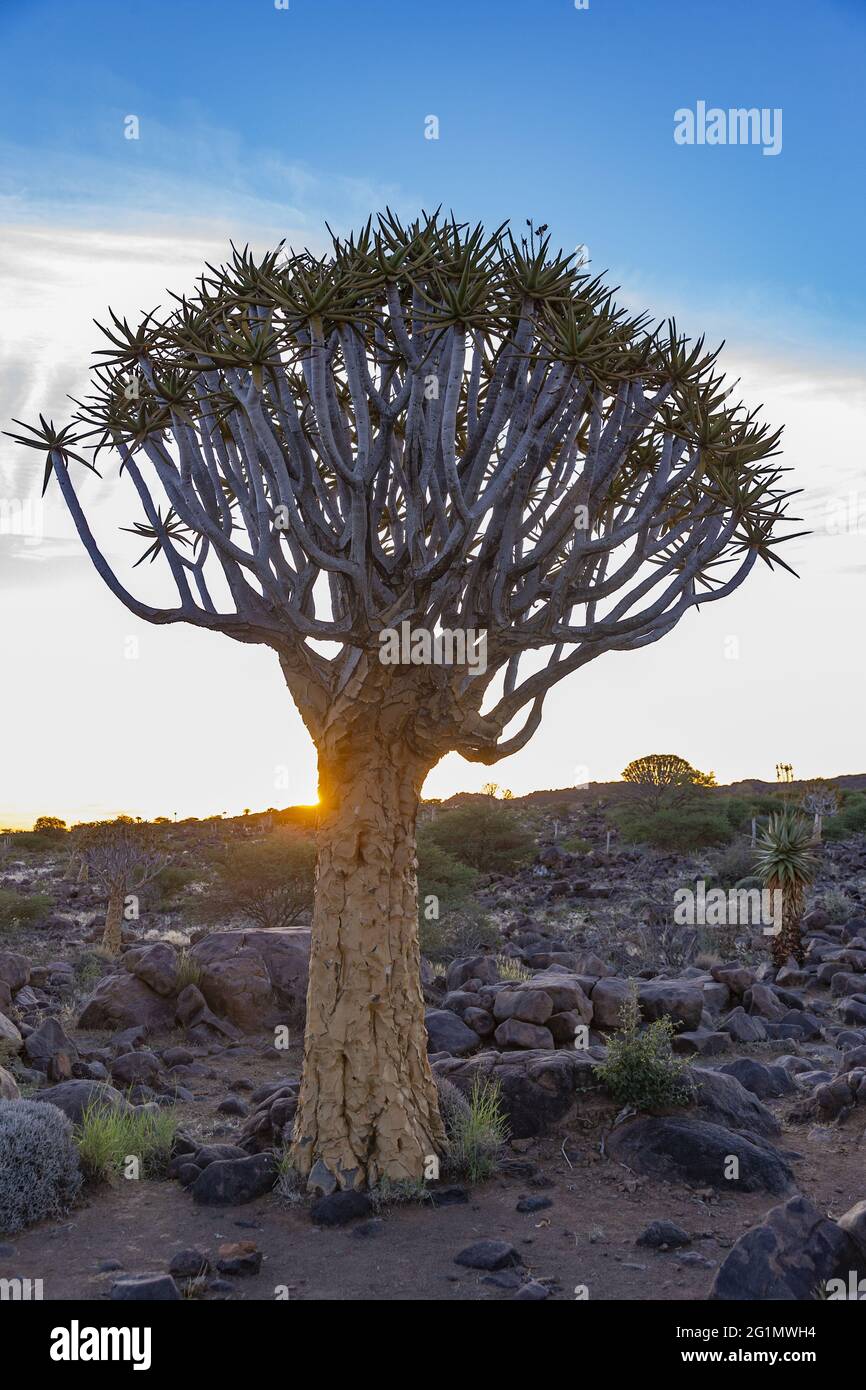 Namibia, Karas region, Keetmanshoop, Gariganus farm, Quivertree forest or quiver tree (Aloidendron dichotomum) Stock Photo