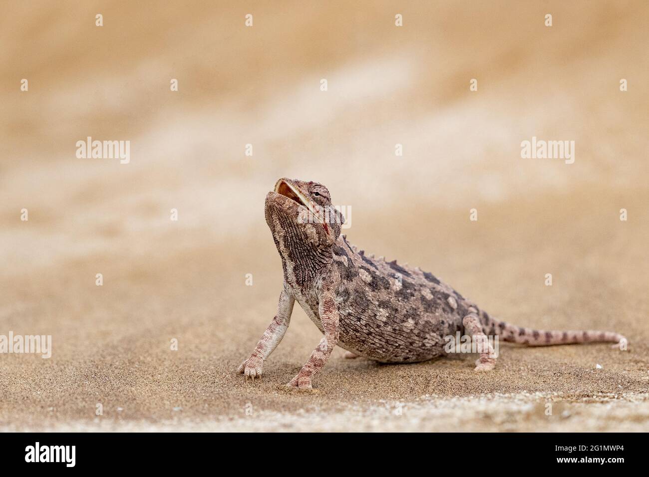 Namibia, Swakopmund, Dorob National Park, Namaqua chameleon (Chamaeleo namaquensis) Stock Photo