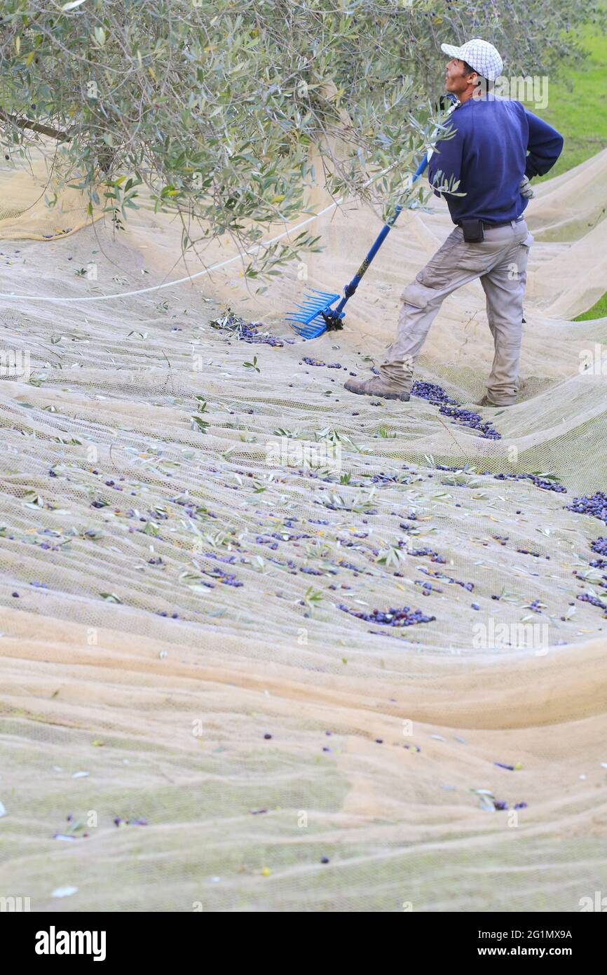 Italy, Tuscany, Chianti Classico wine region, Greve in Chianti, Vignamaggio winery, harvesting olives with an olive shaker (mechanical comb) and collecting nets Stock Photo