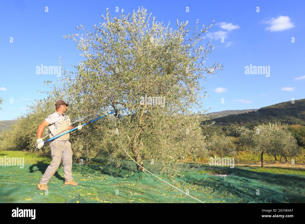 Italy, Tuscany, Chianti Classico wine region, Greve in Chianti, Vignamaggio winery, harvesting olives with an olive shaker (mechanical comb) and collecting nets Stock Photo