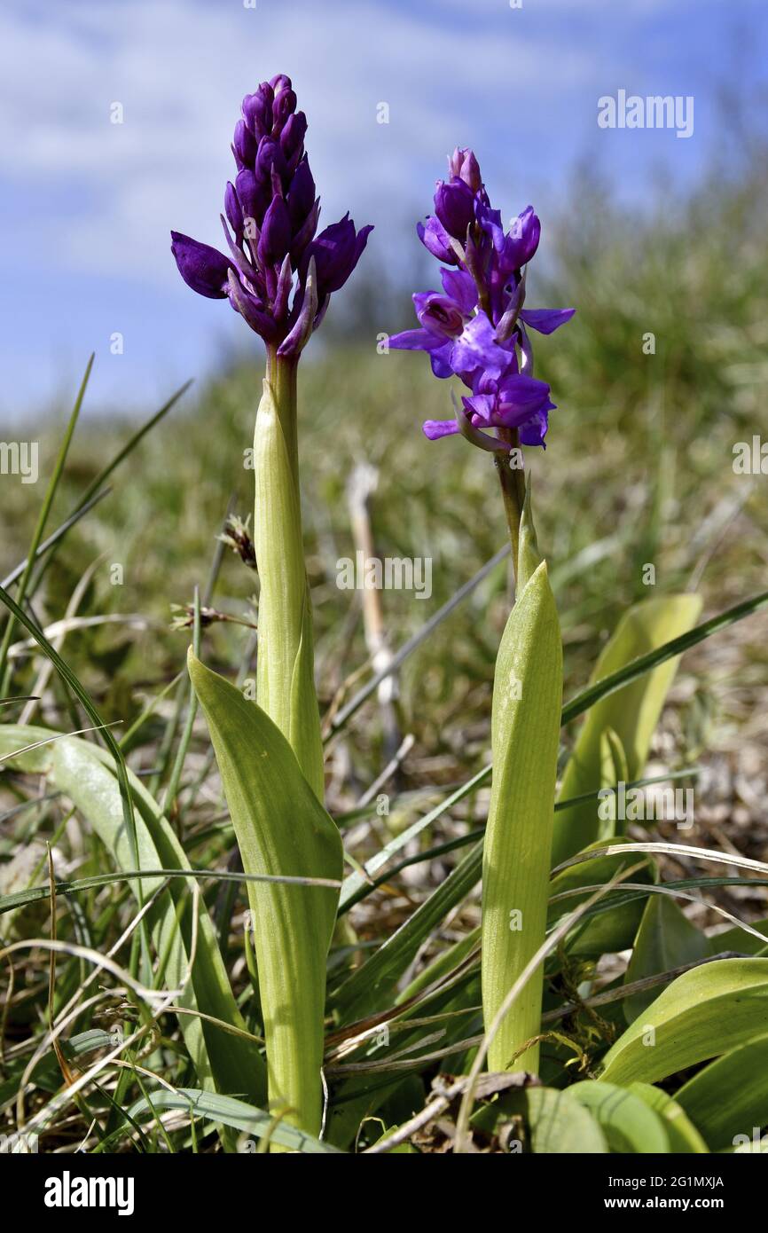 Jester Bloom Jester tree hi-res stock photography and images - Alamy