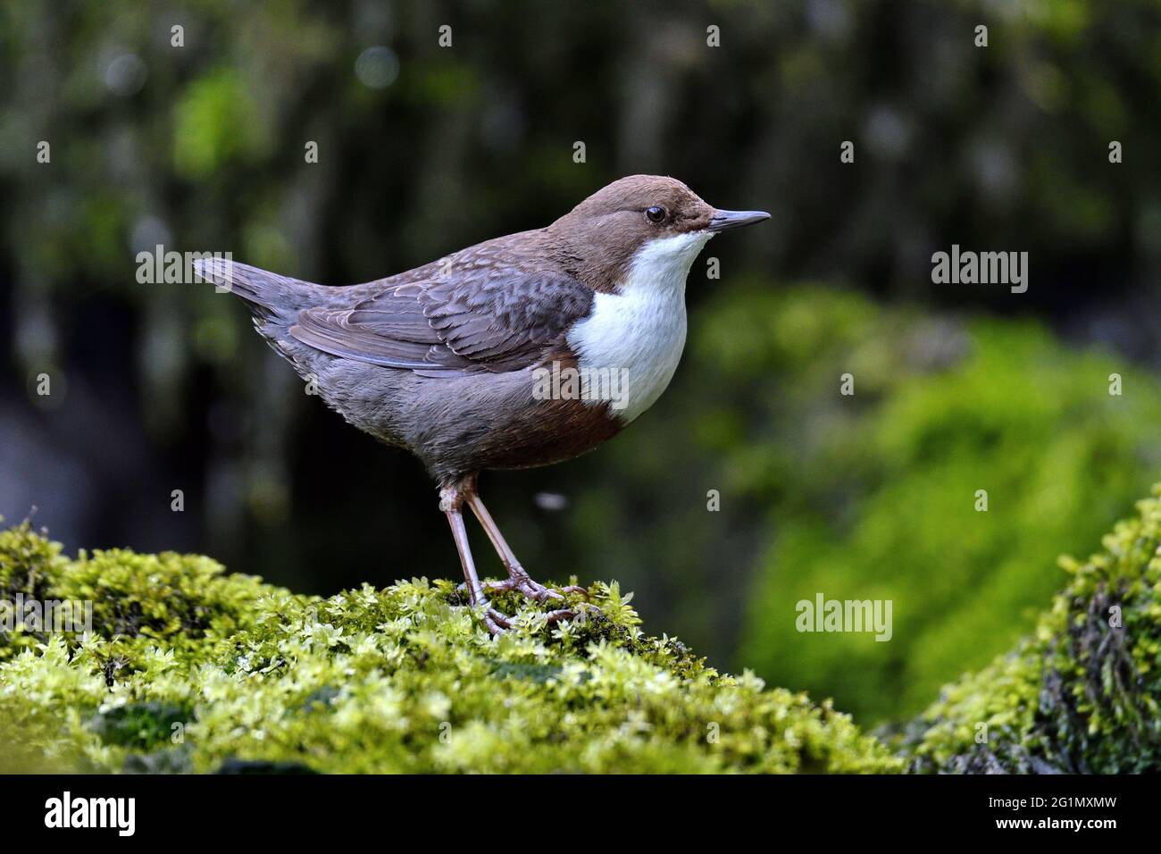 passereau high resolution stock photography and images alamy