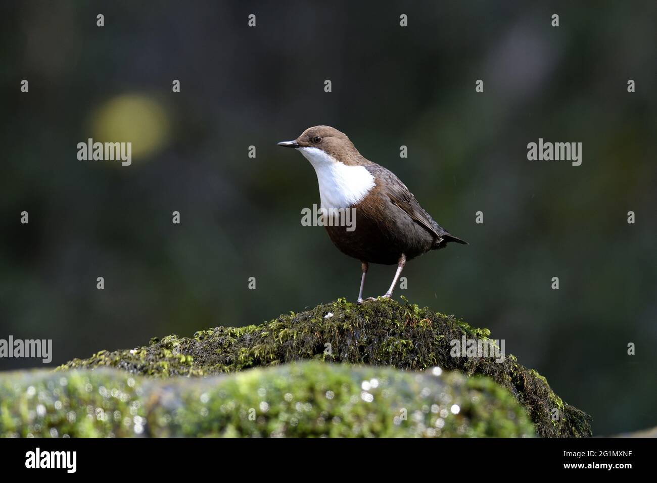 passereau high resolution stock photography and images alamy