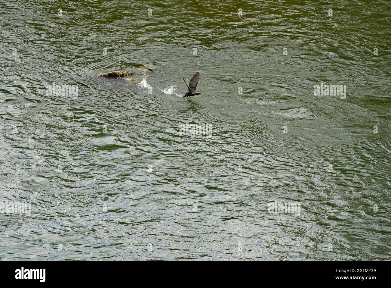 France, Ain, Ain river, cormorant on the Ain river (aerial view) Stock Photo
