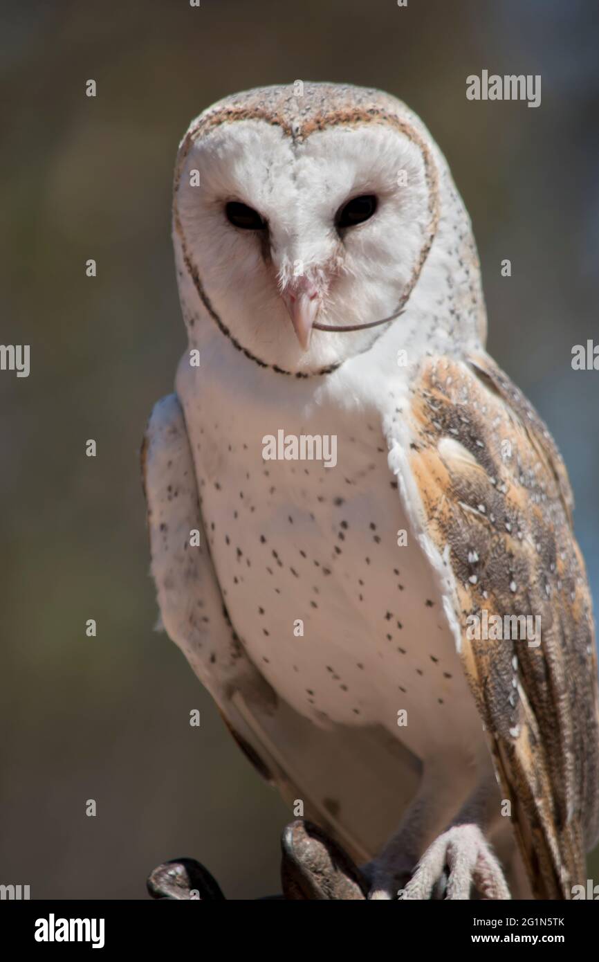 the barn owl is eating a rat Stock Photo Alamy