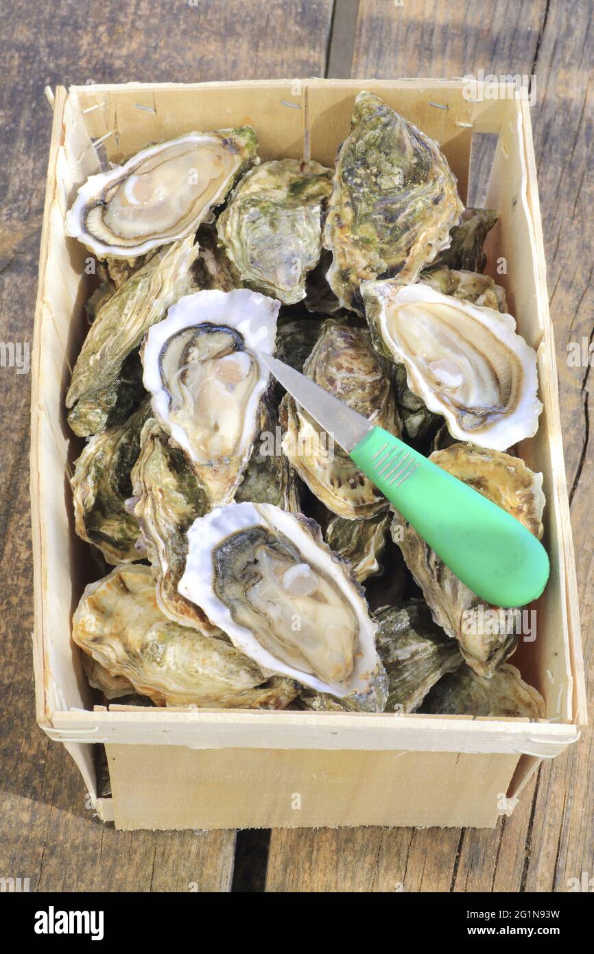 France, Gironde, Arcachon basin, L geCapFerret, Les Jacquets, oyster