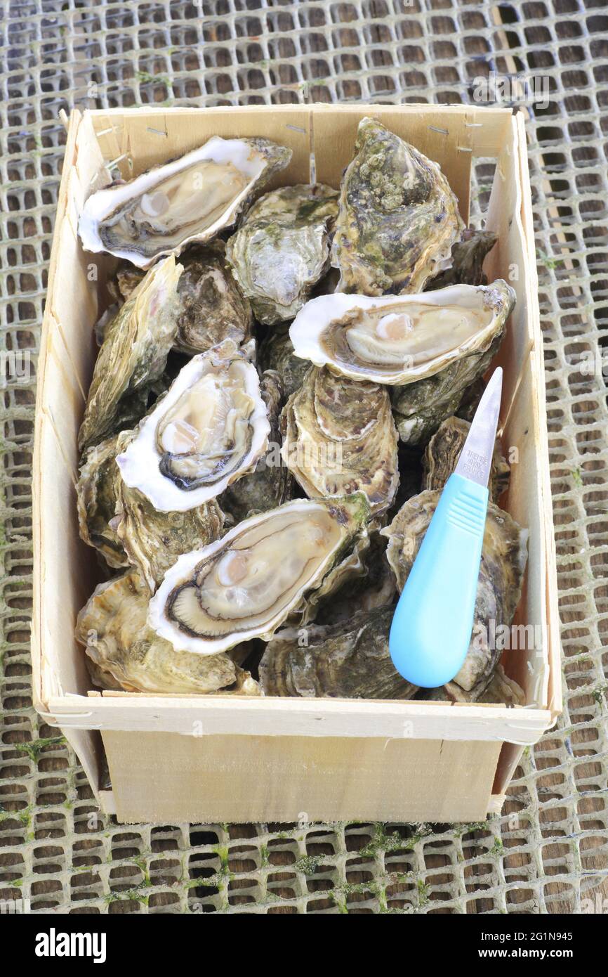 France, Gironde, Arcachon basin, L geCapFerret, Les Jacquets, oyster