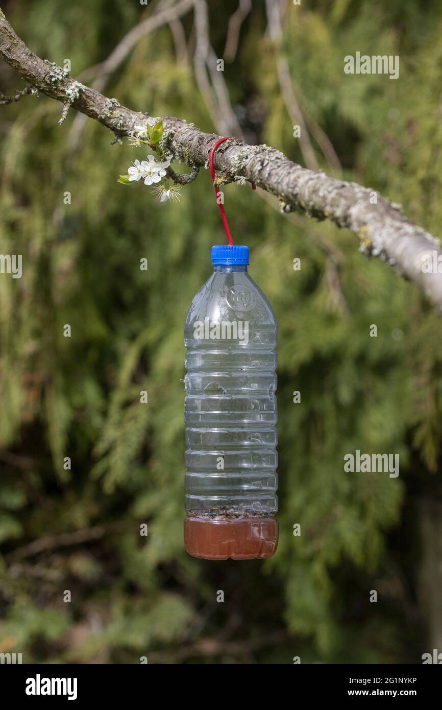 France, Ille et Vilaine, plastic bottle filled with a mixture (wine, beer, blackcurrant syrup) to attract and trap Asian hornets (invasive species) in a garden Stock Photo
