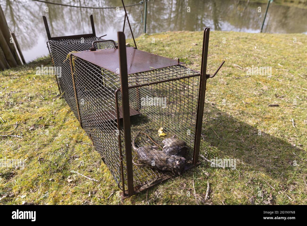 France, Ille et Vilaine, At the edge of a pond, nutria trap digging the dikes, Norway rats captured in the trap Stock Photo