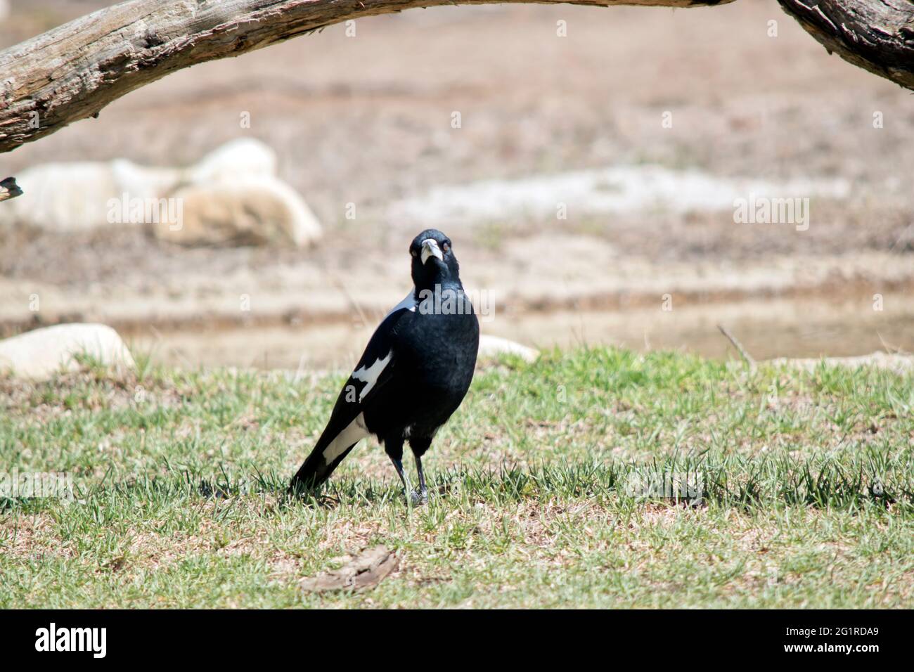 Black and white tail feathers hi-res stock photography and images - Alamy