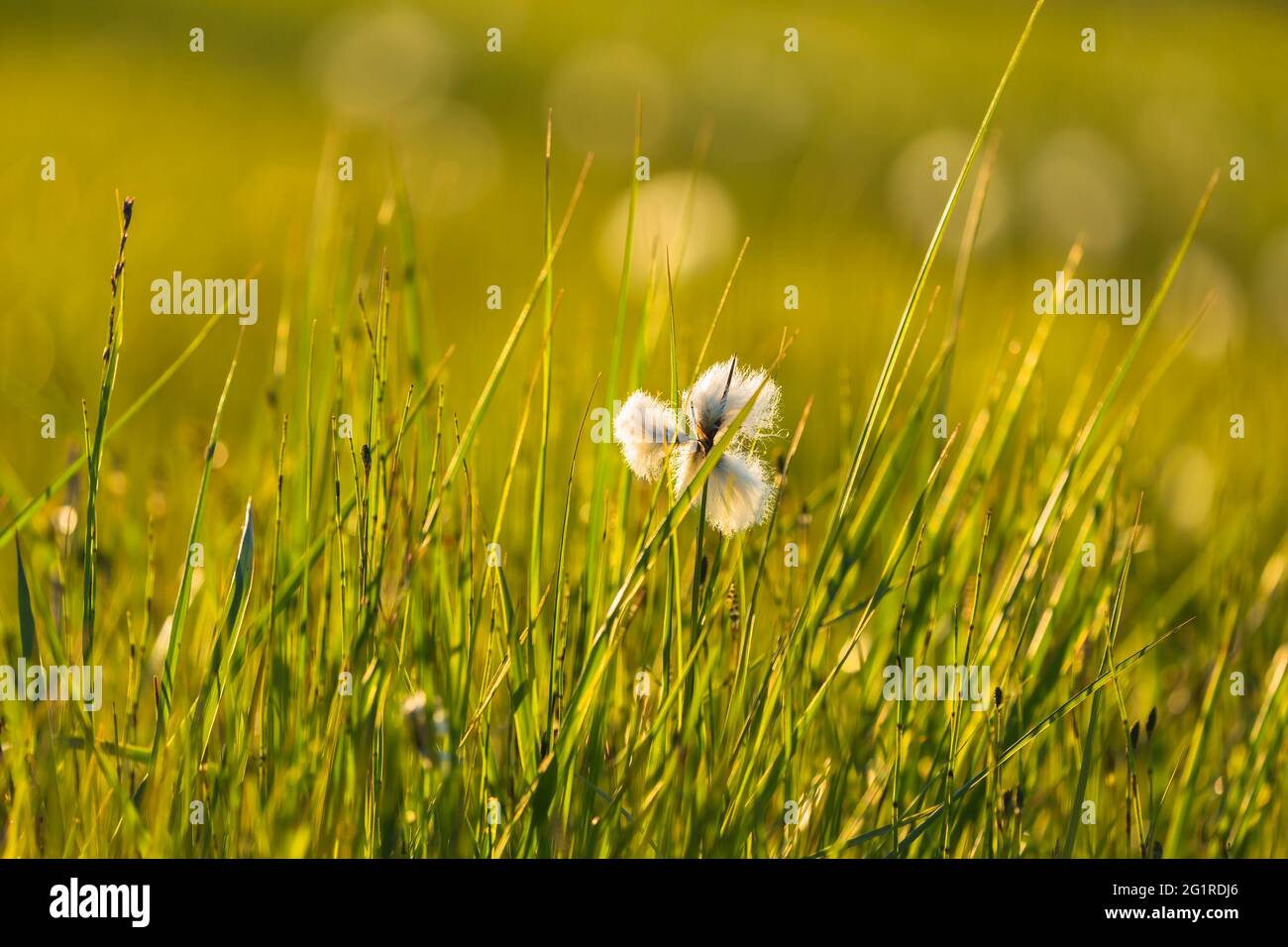 Flowering cottongrass in the grass Stock Photo