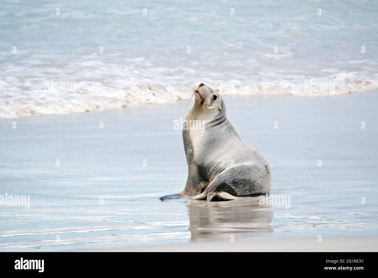This is an adult female sea lion about to go for a swim Stock Photo