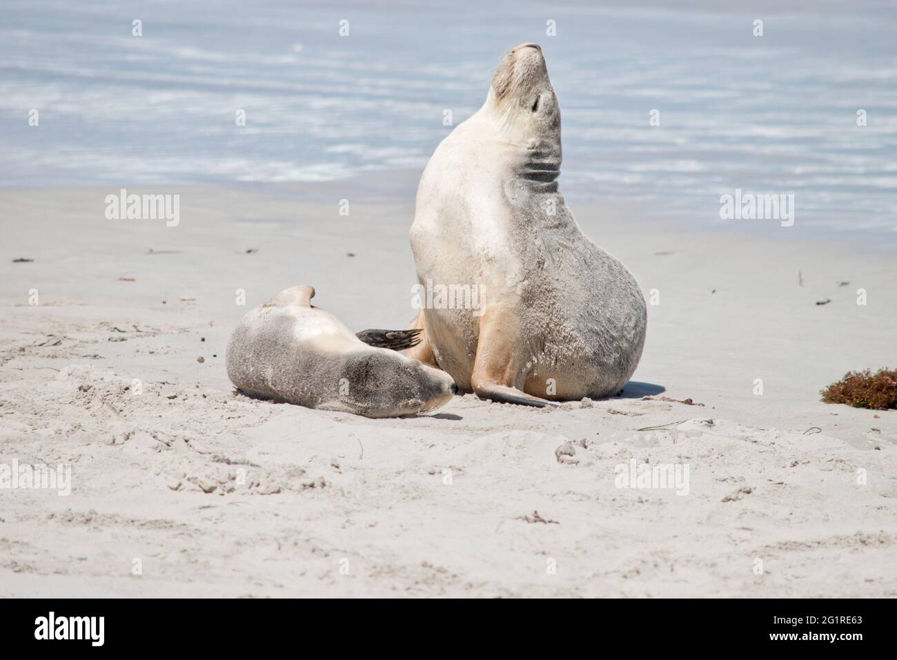the female sea lion and her pup are resting at seal bay Stock Photo