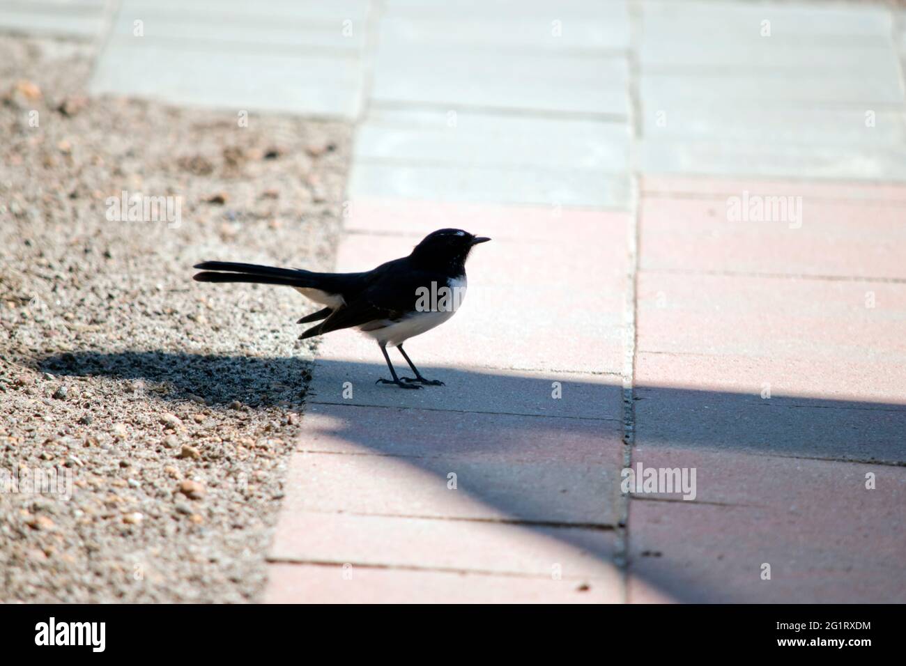the willie wagtail is a small black and white bird Stock Photo
