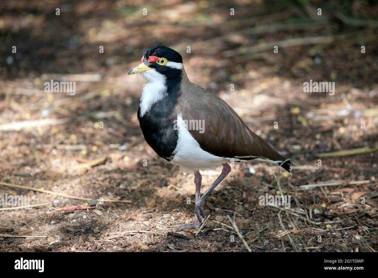 the banded lapwing has red lore wattle and a yellow bill, with yellow eyes and eye rings. It has brown wings and a black face with white on its chest Stock Photo