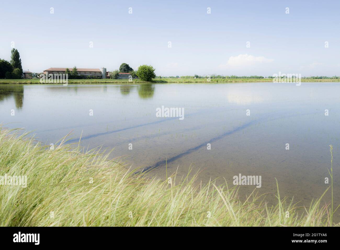 Italy, Lomellina, Barbavara, rice fields Stock Photo