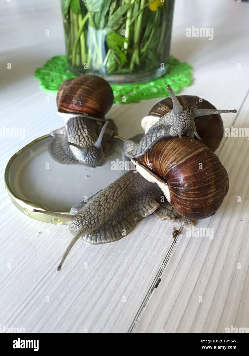 Three grape snails drink water from a drinking bowl. Closeup shot