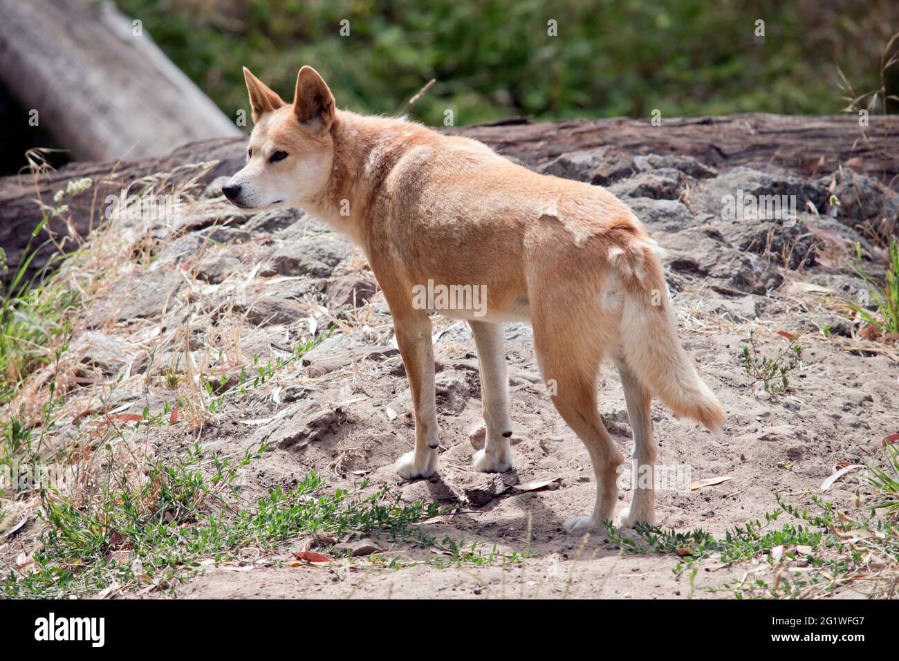 Dingo Dog Royalty-Free Images, Stock Photos & Pictures