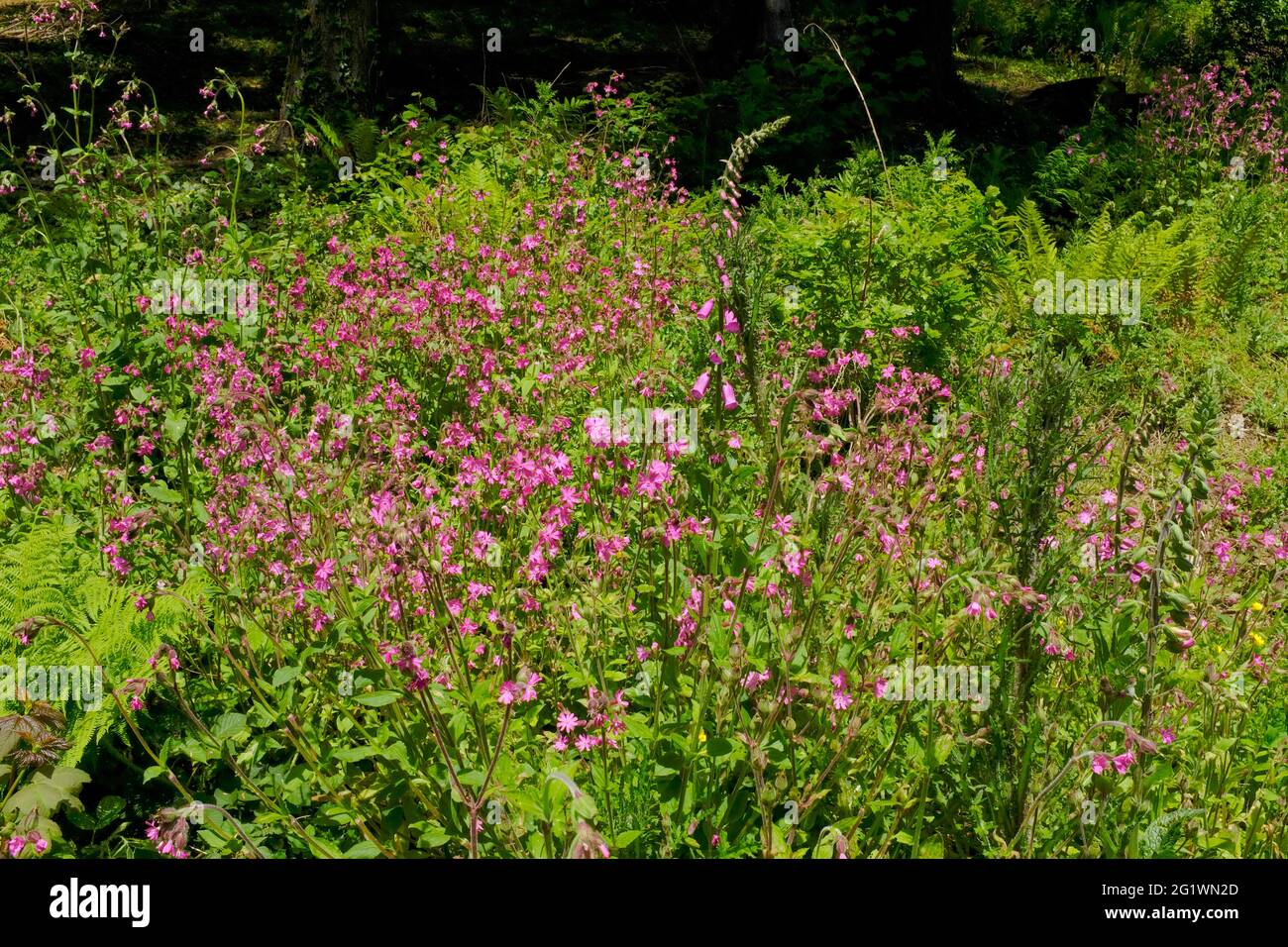 A profusion of pink campions in springtime in woodland near the River Avon Estuary, Aveton Gifford, South Hams, South Devon, UK Stock Photo