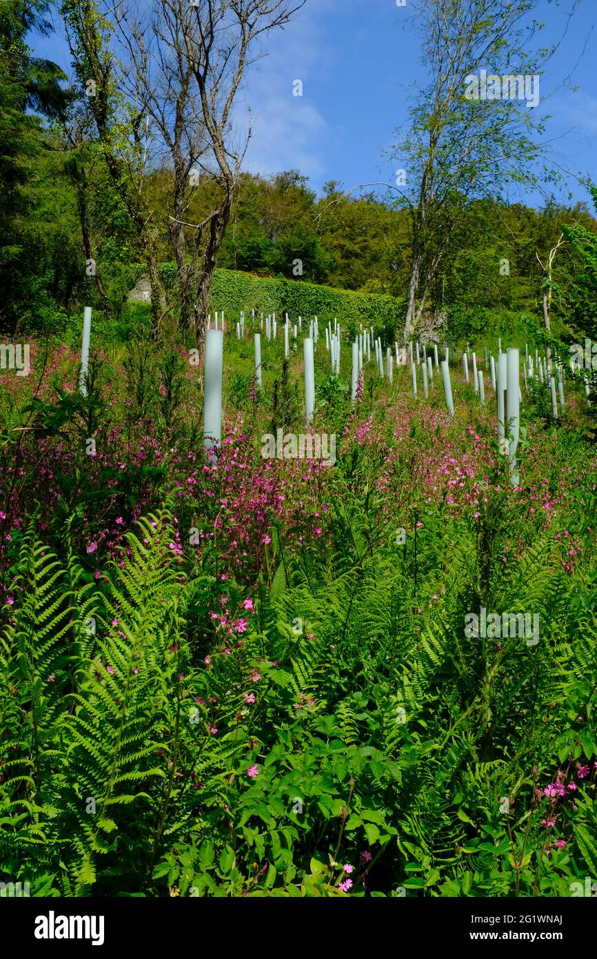 A profusion of pink campions in new woodland with protected tree saplings in springtime. Aveton Gifford, South Hams, South Devon, UK Stock Photo