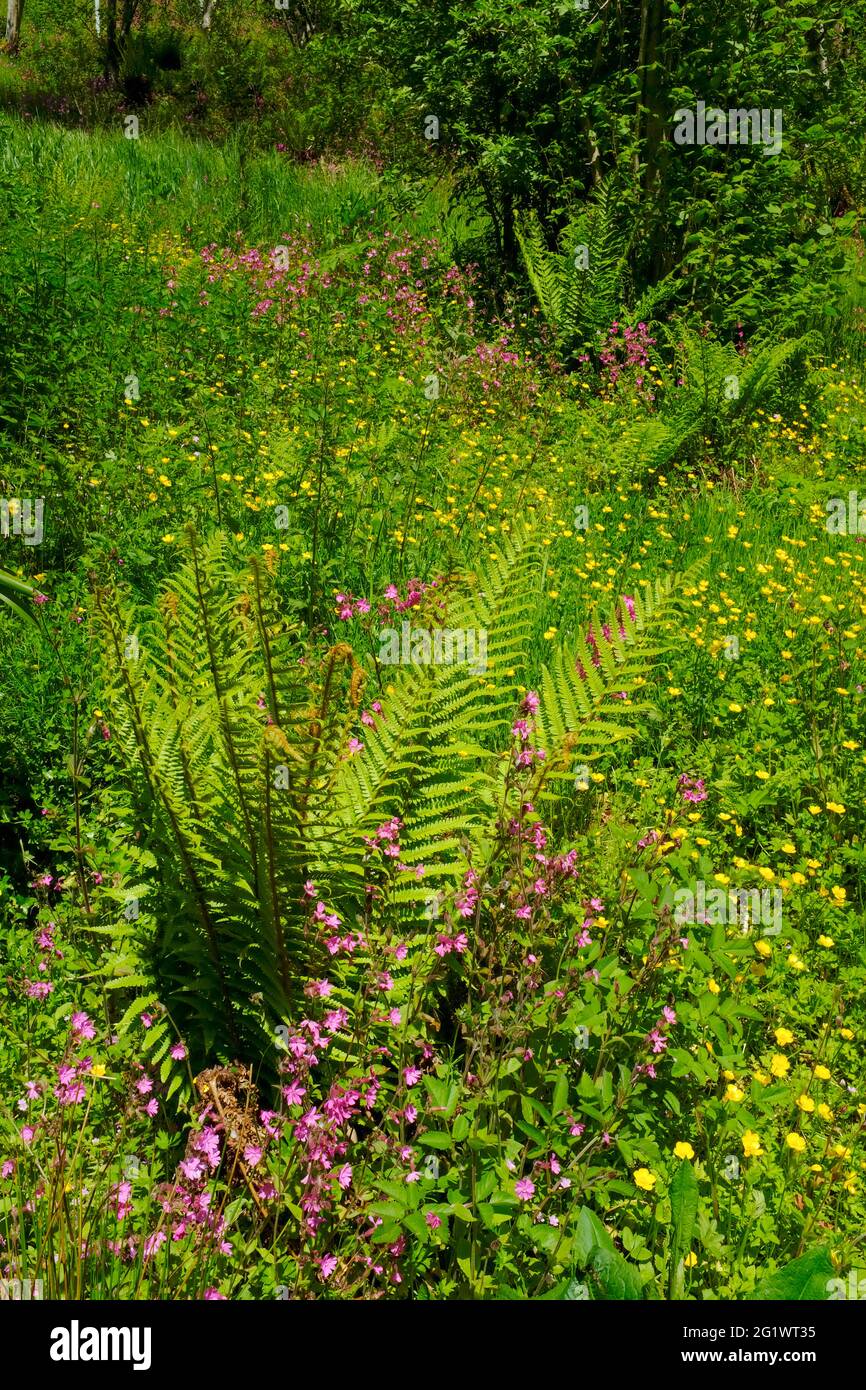 A profusion of pink campions, ferns and buttercups near the River Avon Estuary, Aveton Gifford, South Hams, South Devon, UK Stock Photo