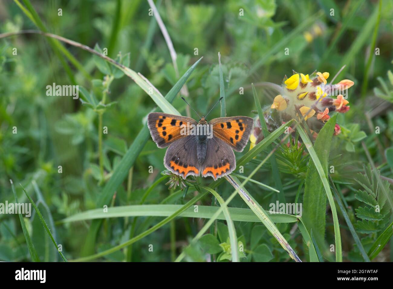 Small copper (Lycaena phlaeas) butterfly, upperside Stock Photo