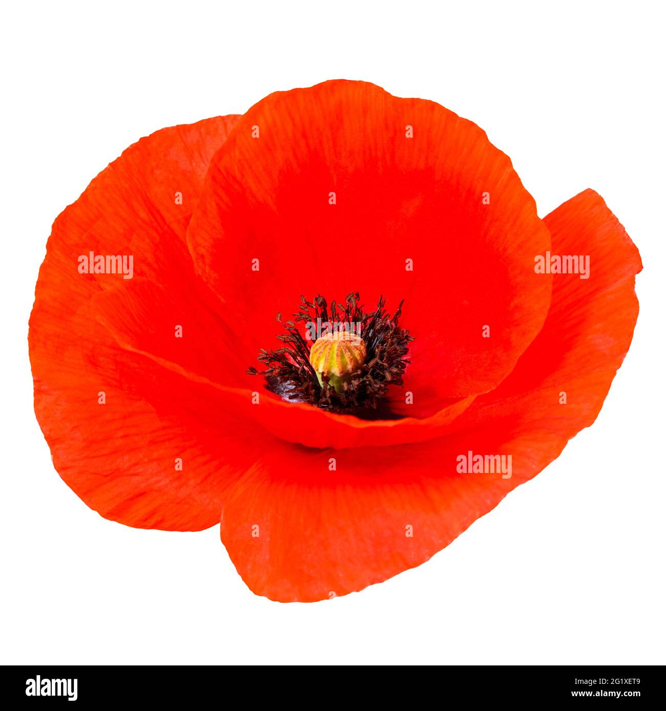 red poppy flower isolated on white background Stock Photo - Alamy