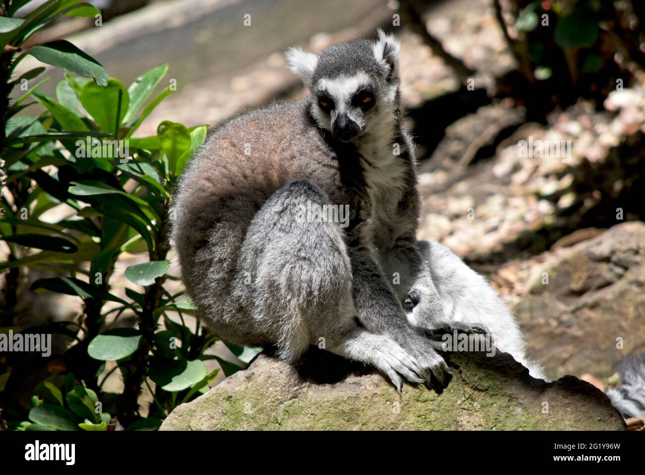 the ring tailed lemur is sitting on a rock Stock Photo