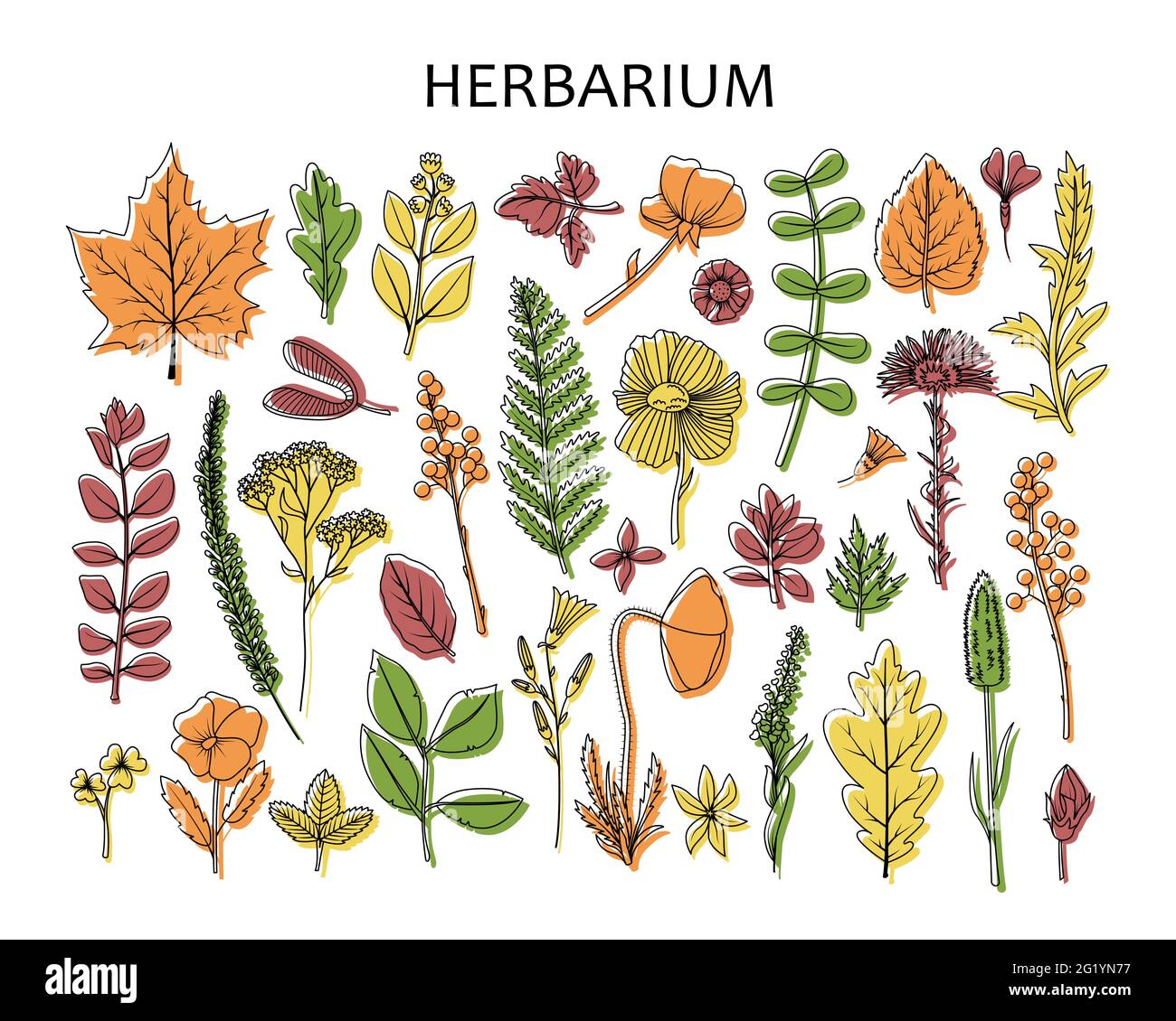 A set of dried leaves and flowers for the herbarium. Line art Stock Vector