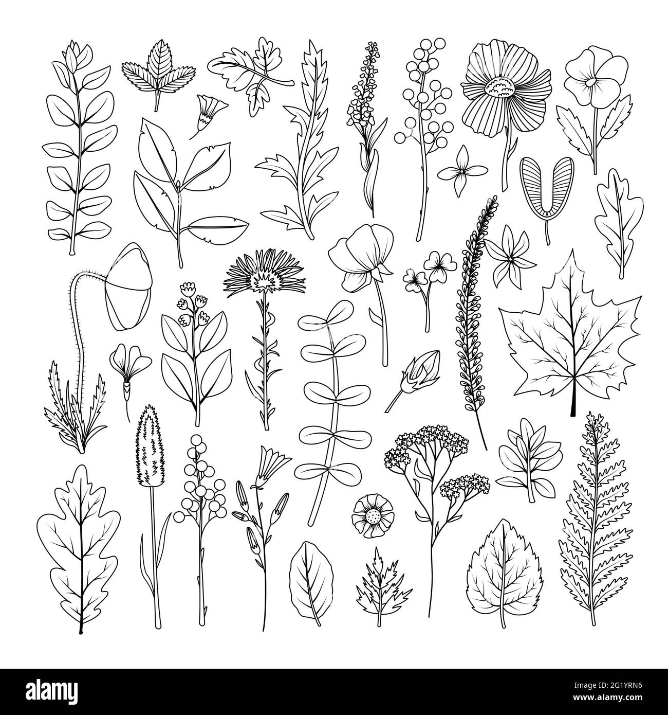 A set of dried leaves and flowers for the herbarium. Line art Stock Vector