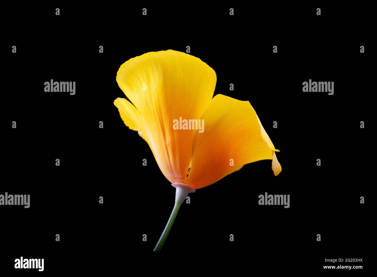 Black and white california poppy hi-res stock photography and images ...