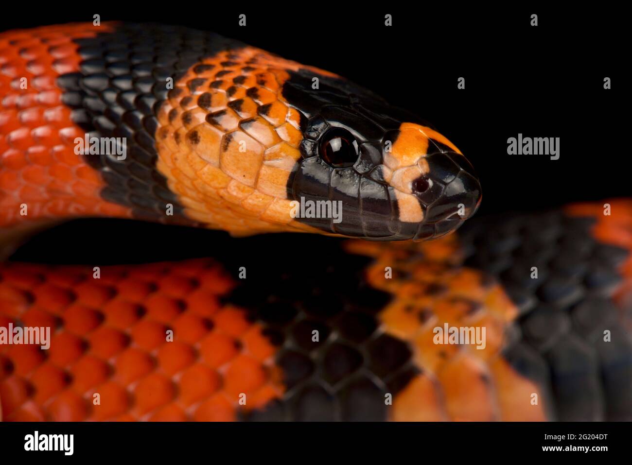 Honduran milk snake (Lampropeltis triangulum hondurensis) Stock Photo