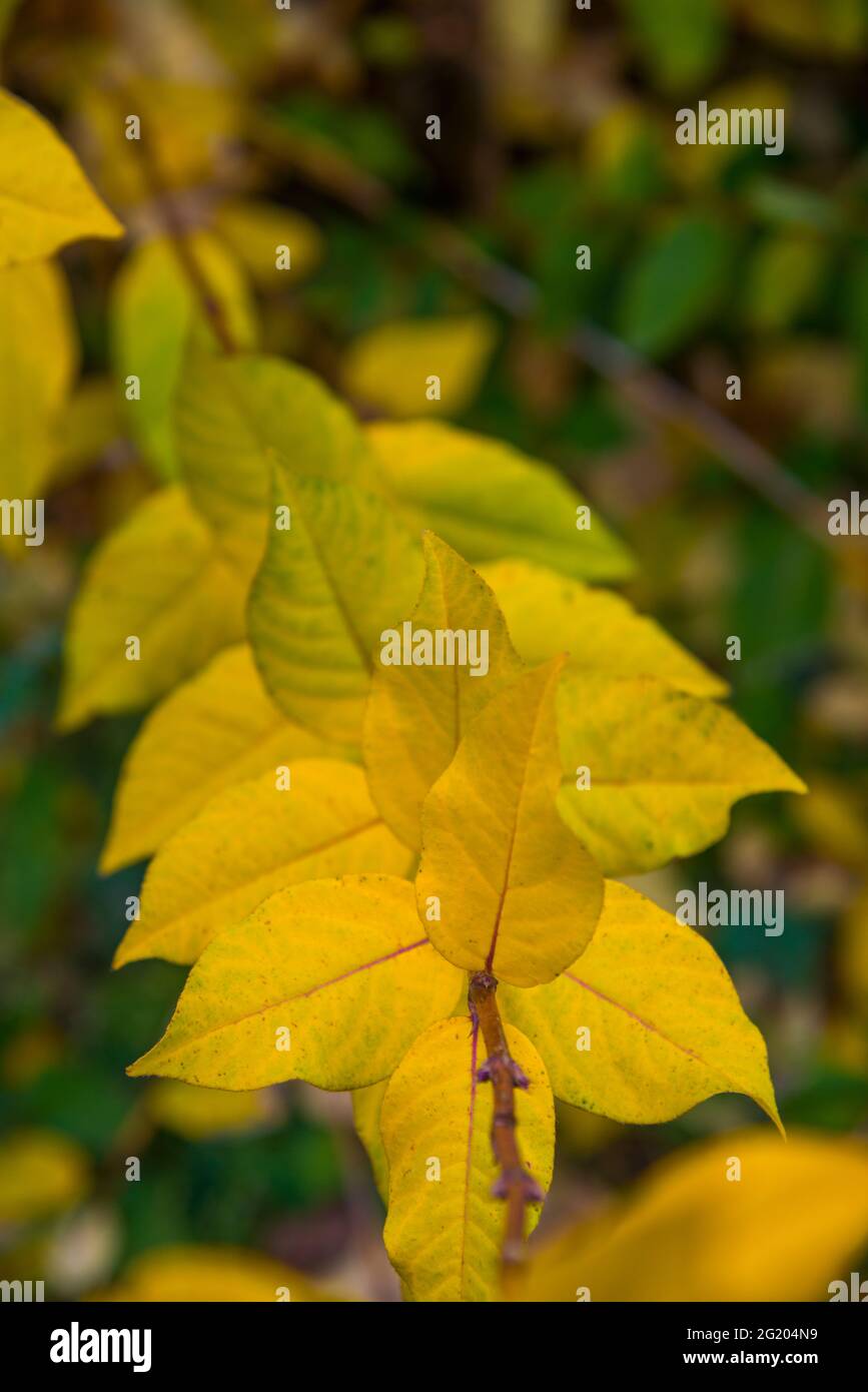 Caducifolias hi-res stock photography and images - Alamy