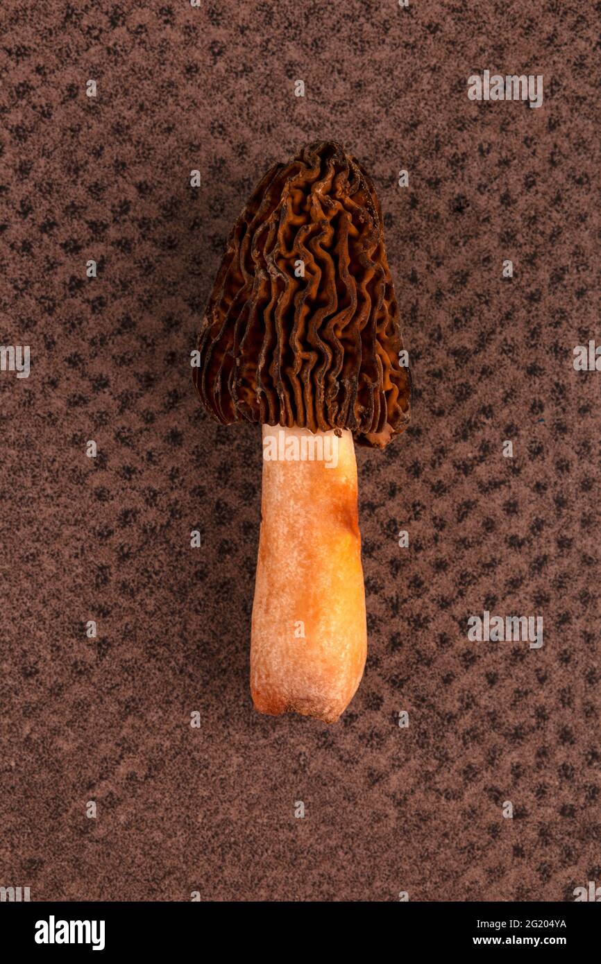 Fresh mushroom Verpa bohemica - edible and delicious fungus. Early morel or wrinkled thimble-cap on brown background. Stock Photo