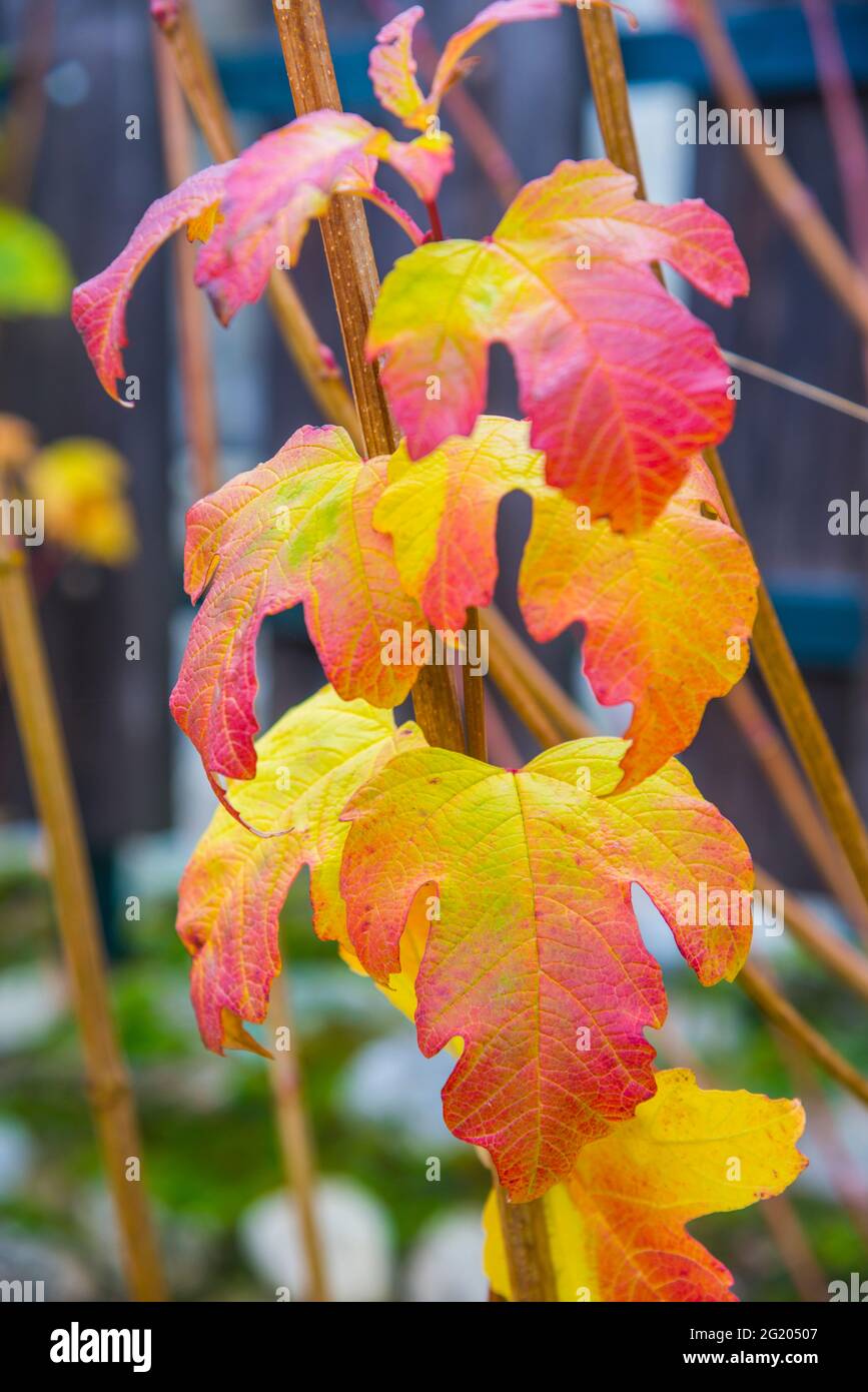 Caducifolias hi-res stock photography and images - Alamy