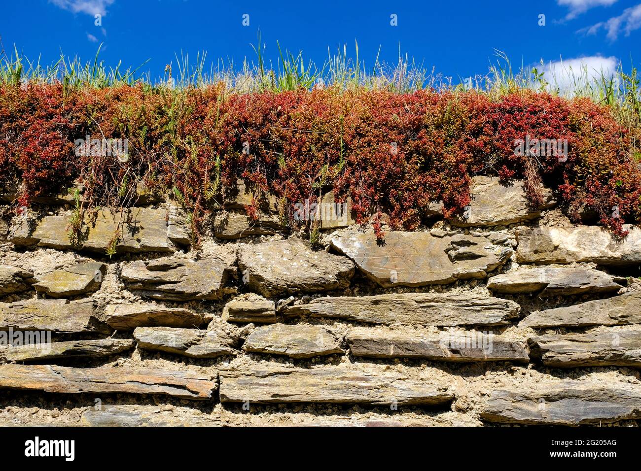 DEU, Deutschland, Rheinland-Pfalz, Zell, 31.05.2021: Trockensteinmauer mit typischem Bewuchs durch Mauerpfeffer in einem Weinberg bei Zell an der Mitt Stock Photo