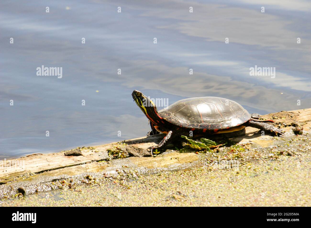 Midland Painted Turtles with Reflection Stock Photo Alamy