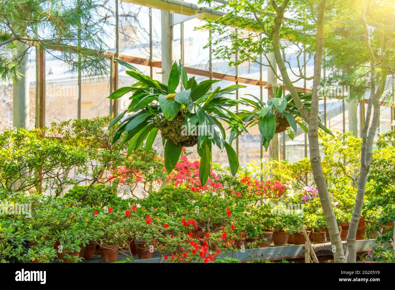 White Coelogyne orchid in a hanging coconut pot among maples and flowering rhododendrons, in the greenhouse of a subtropical garden Stock Photo