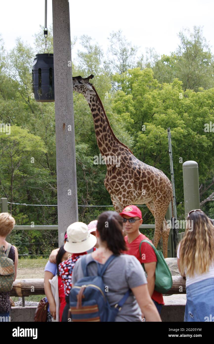 Toronto Zoo High Resolution Stock Photography And Images Alamy