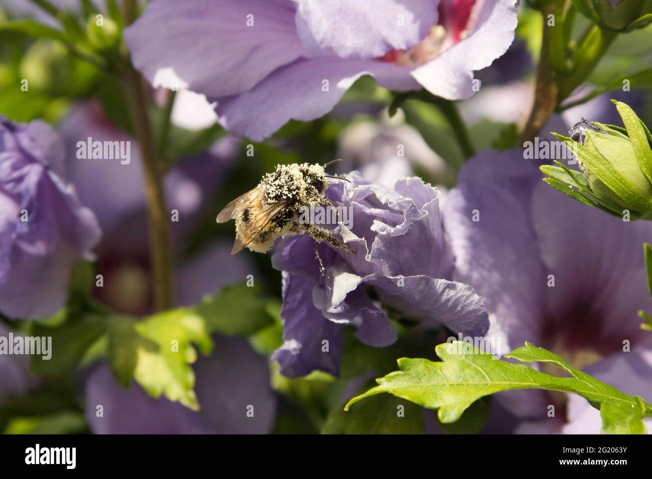 Bumble bee pollen hi-res stock photography and images - Alamy