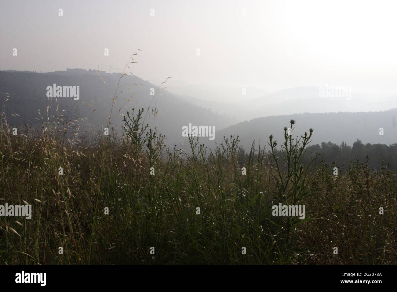 Judean Mountains, Biblical scene, Pine Tree forests, drying plants under morning fog shot against the sun as seen from Kisalon west of Jerusalem. Stock Photo