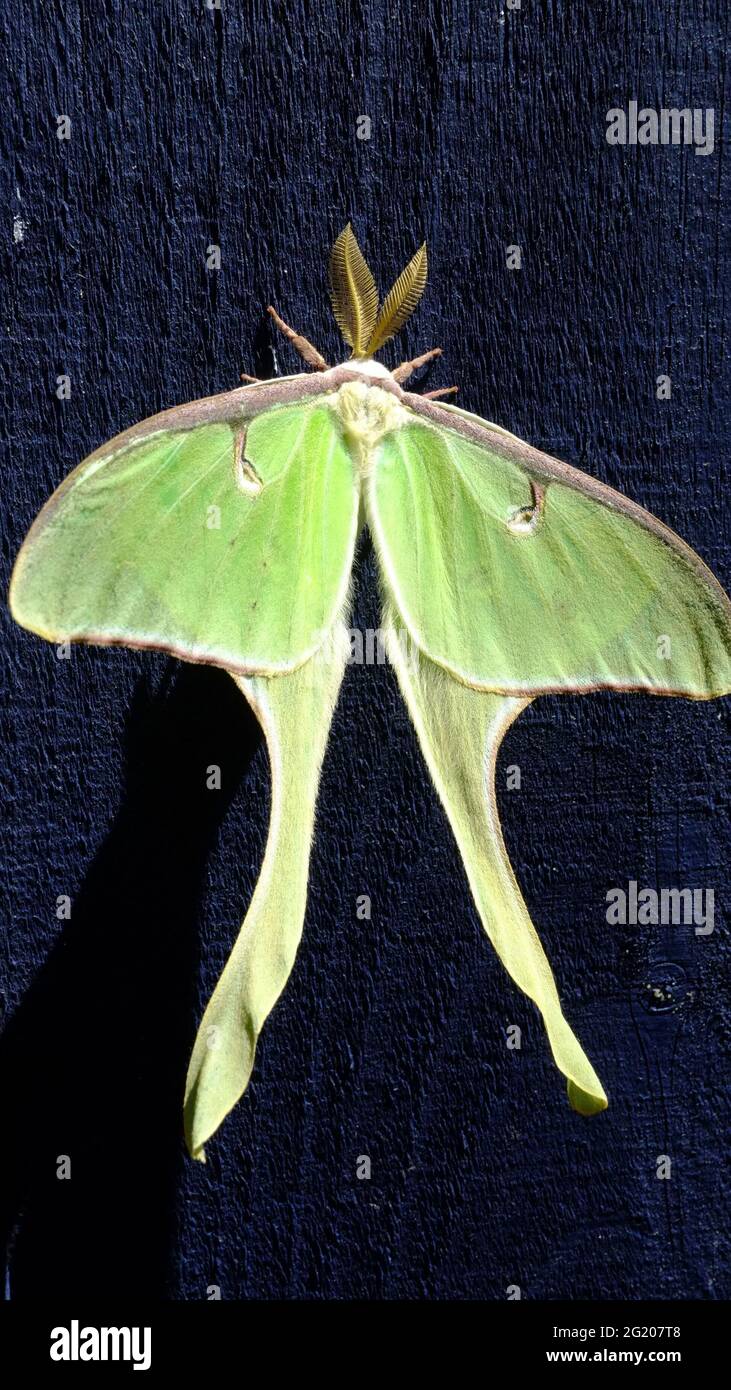 The Luna moth (Actias luna) is a Nearctic moth in the family Saturniidae, subfamily Saturniinae, a group commonly known as giant silk moths. Stock Photo