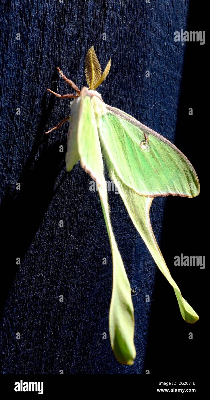 The Luna moth (Actias luna) is a Nearctic moth in the family Saturniidae, subfamily Saturniinae, a group commonly known as giant silk moths. Stock Photo