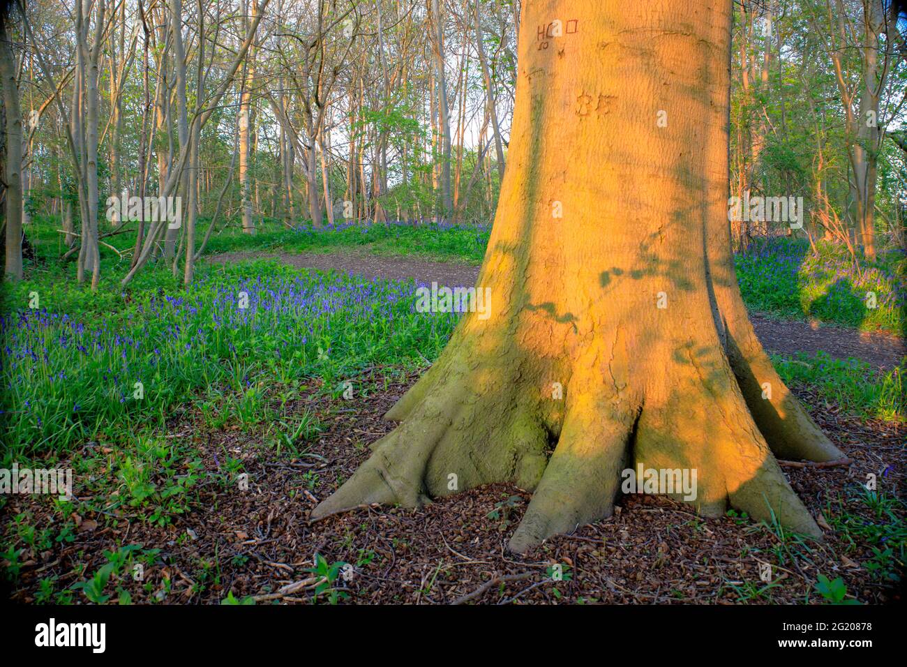 Bluebells around tree trunk at sunset in forest glade - Sharnbrook, Bedfordshire, England, UK Stock Photo