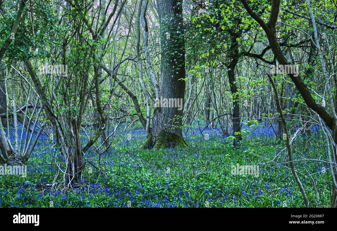 Bluebells growing in forest glade in springtime - Sharnbrook, Bedfordshire, England, UK Stock Photo