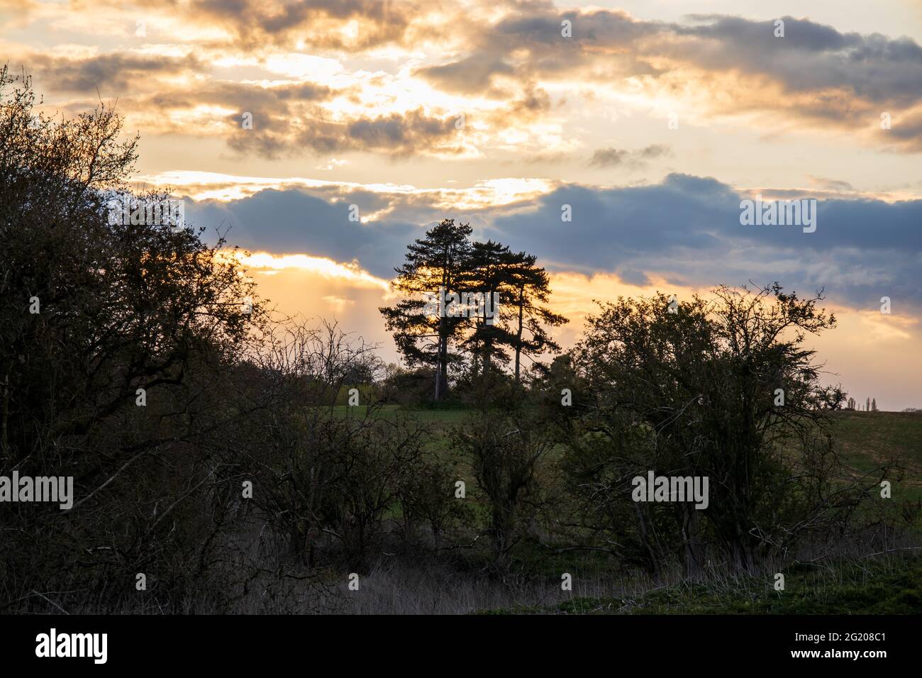 Sharnbrook, Bedfordshire, England, UK, evening - countryside scene with fields, trees and bushes in silhouette and colourful sunset sky Stock Photo