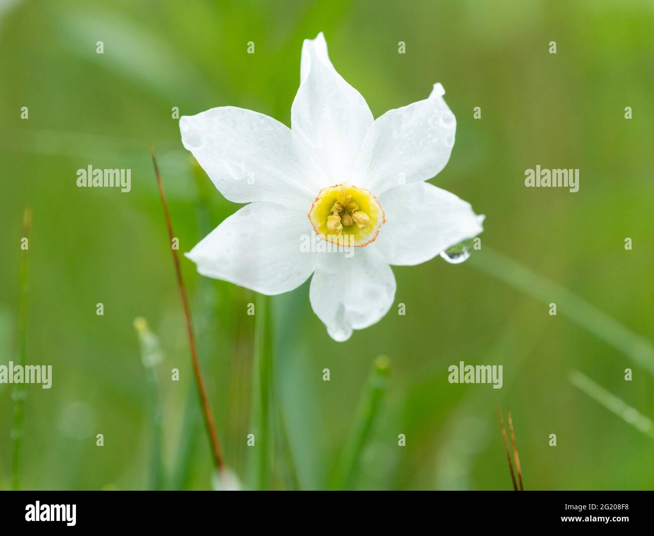 Flowering narcissus (Narcissus radiiflorus) growing in a meadow on a rainy day in summer, Austrian alps Stock Photo