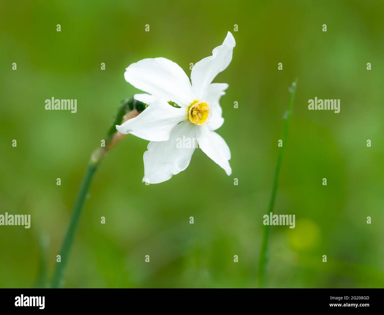 Flowering narcissus (Narcissus radiiflorus) growing in a meadow on a rainy day in summer, Austrian alps Stock Photo