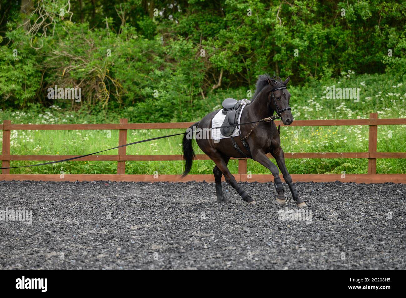 Young Hanoverian horse being lunged Stock Photo
